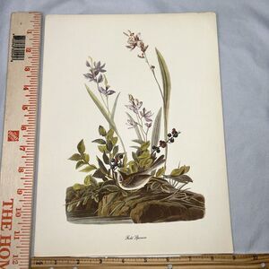 Field Sparrow Print Roger Tory Peterson Lithograph Audubon Birds of America
